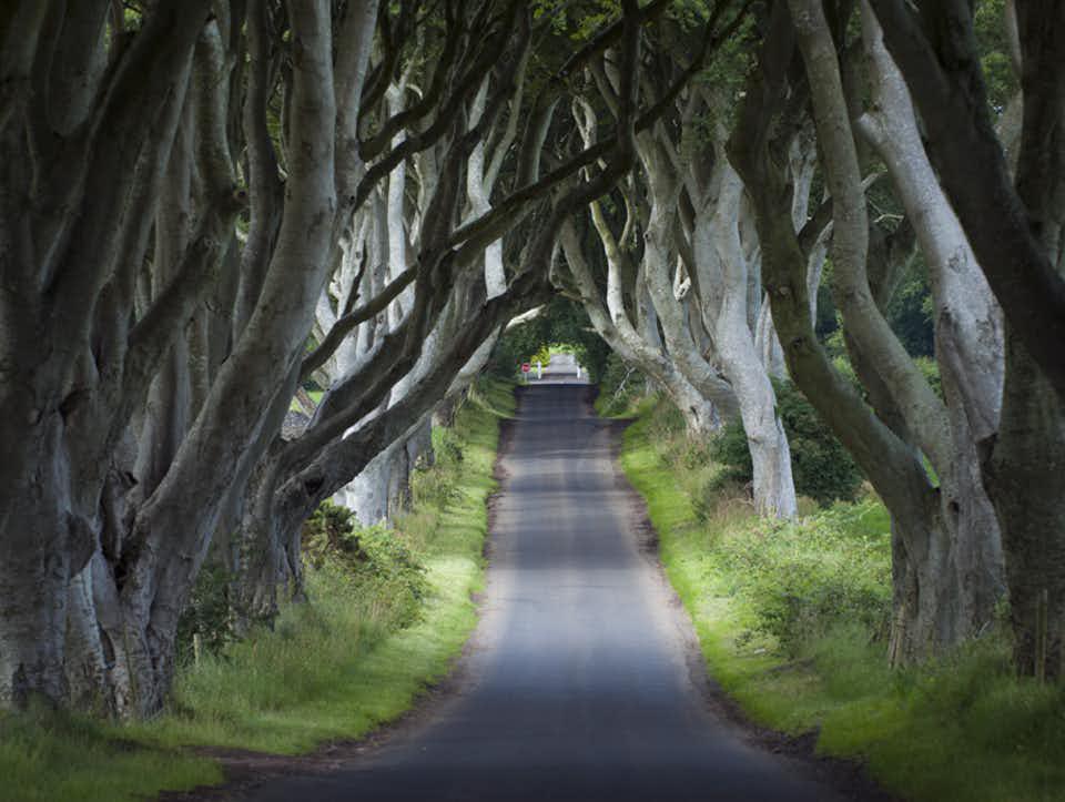 Day Tour: Dark Hedges, Giants Causeway and Belfast City - Photo 10