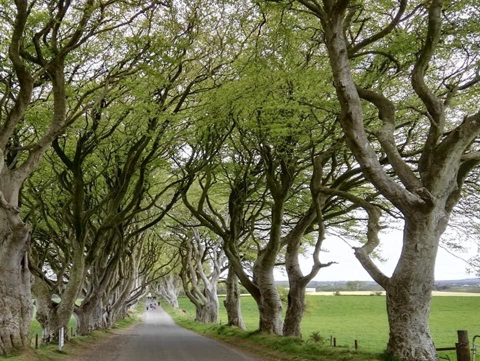 Day Tour: Dark Hedges, Giants Causeway and Belfast City - Photo 12