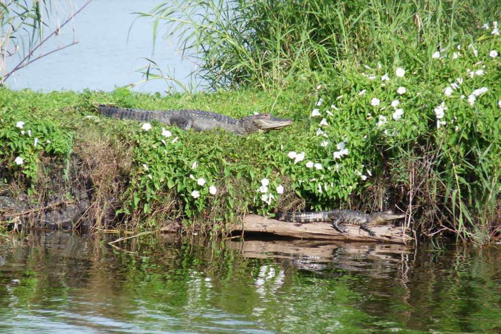 Ultimate Hovercraft Tour in Wild Florida - Photo 4