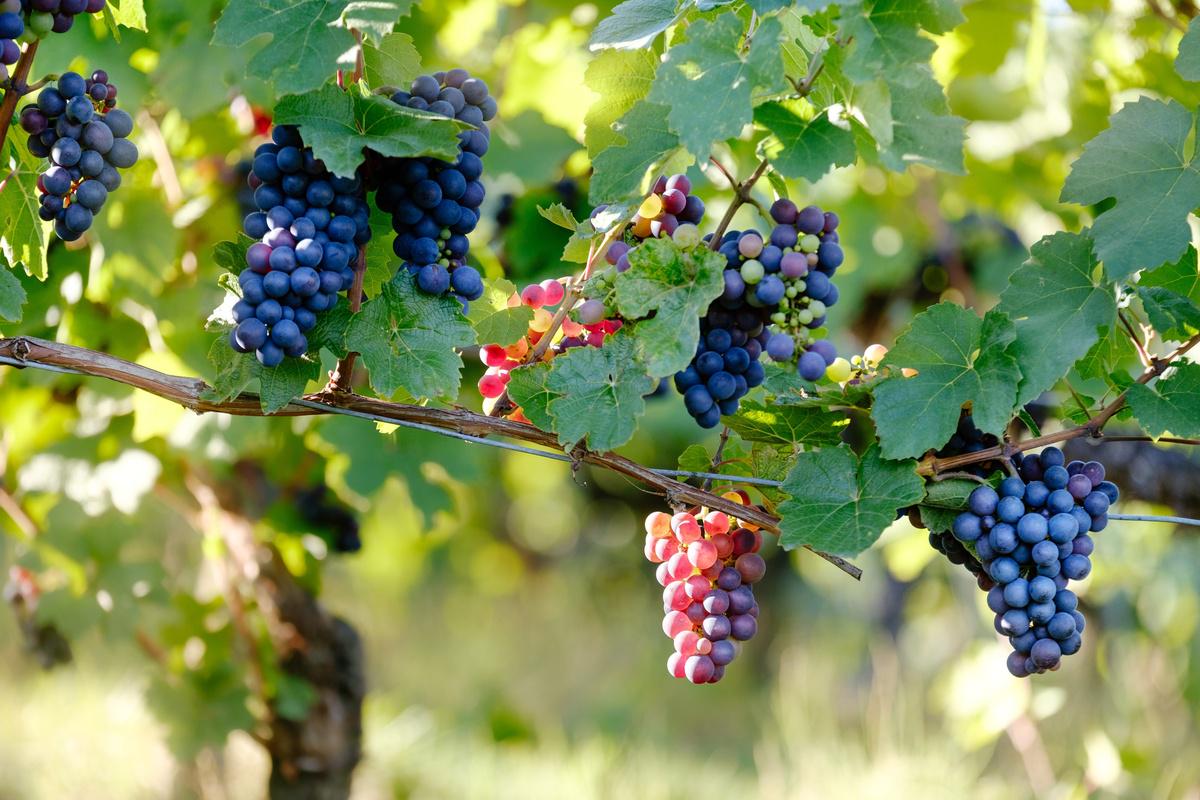 Napa and Sonoma Wine Tour - Photo 5