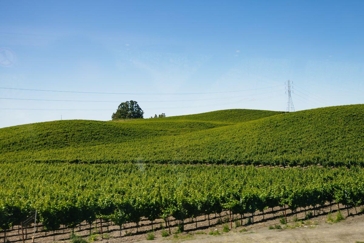 Napa and Sonoma Wine Tour - Photo 14