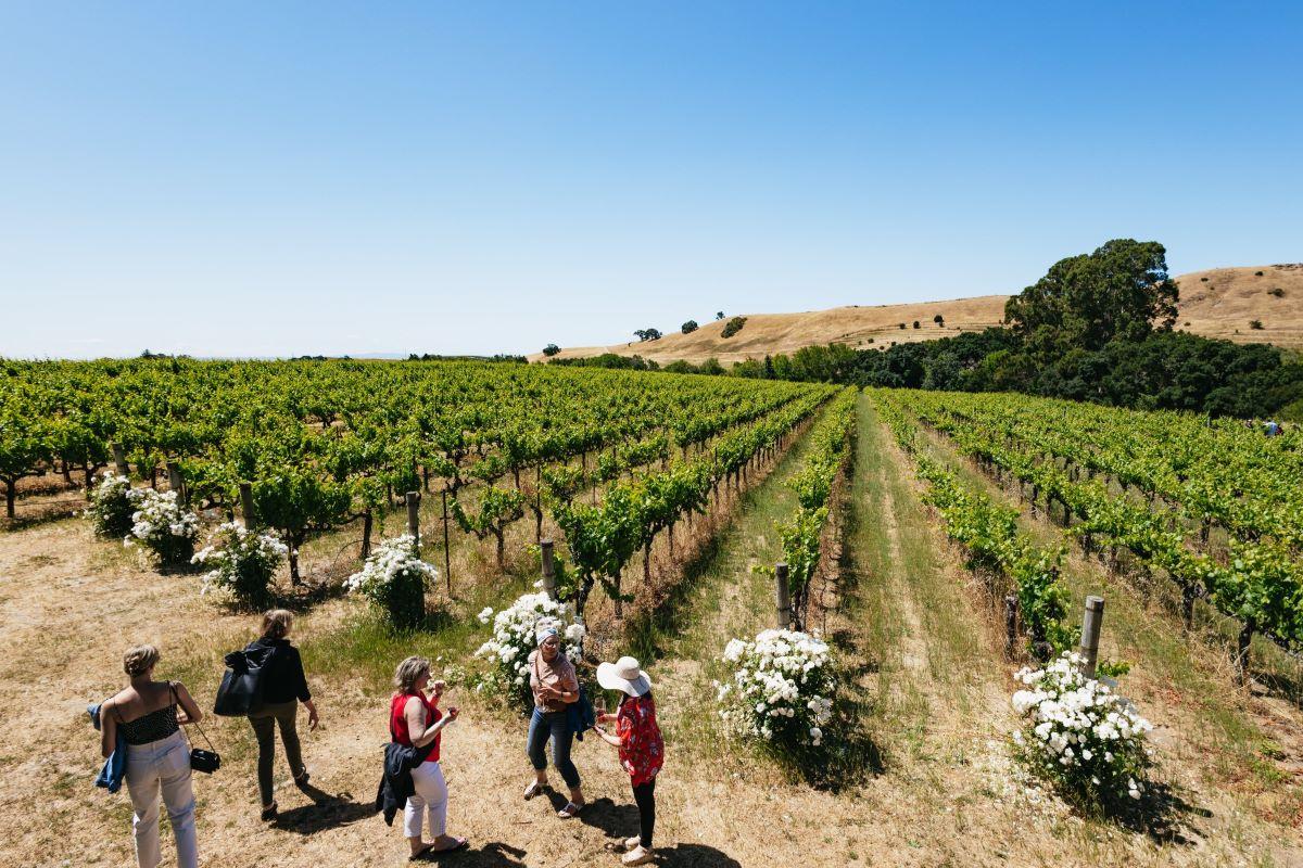 Napa and Sonoma Wine Tour - Photo 15