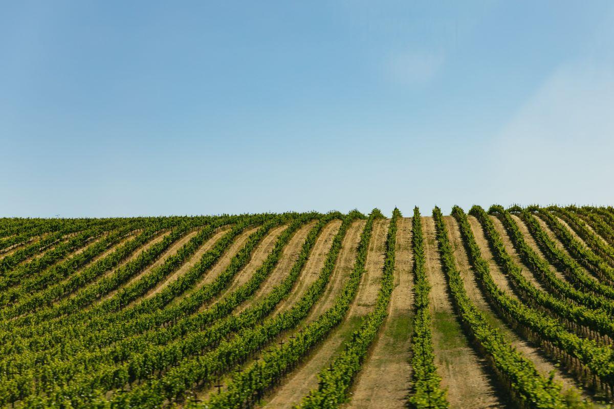 Napa and Sonoma Wine Tour - Photo 17