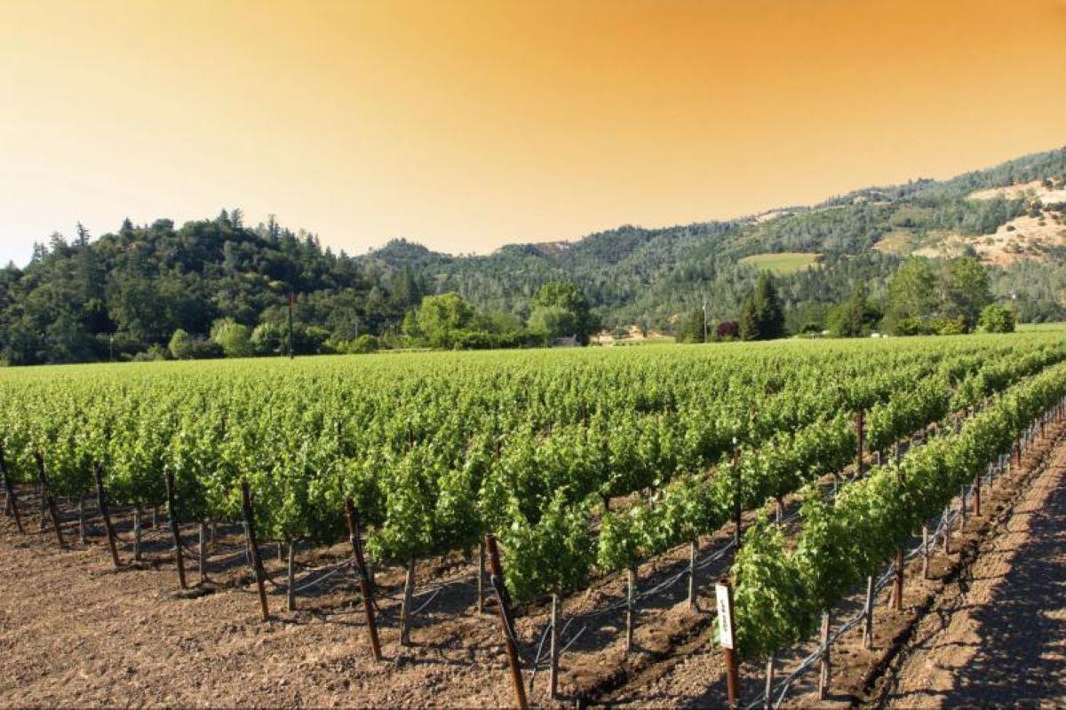 Napa and Sonoma Wine Tour - Photo 22