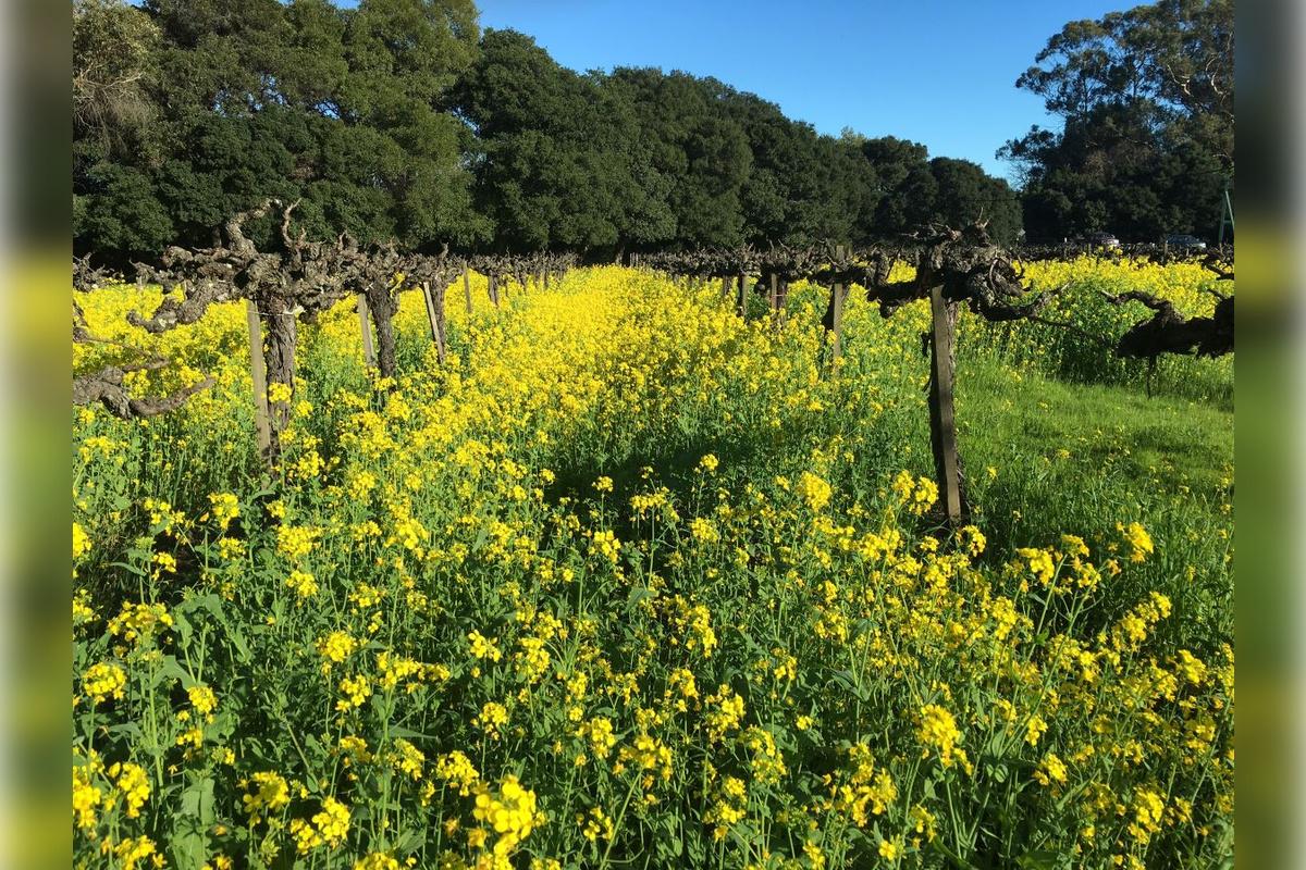 Napa and Sonoma Wine Tour - Photo 23