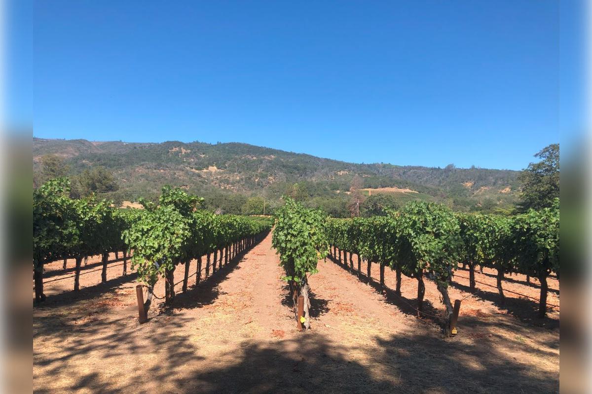 Napa and Sonoma Wine Tour - Photo 32