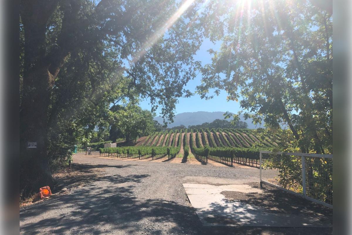 Napa and Sonoma Wine Tour - Photo 33