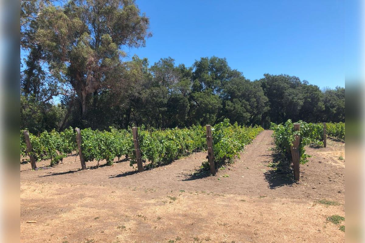 Napa and Sonoma Wine Tour - Photo 38