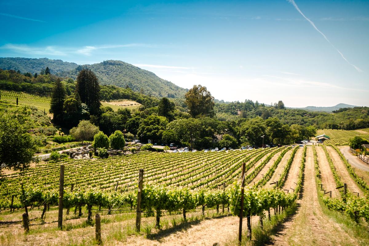 Napa and Sonoma Wine Tour - Photo 40