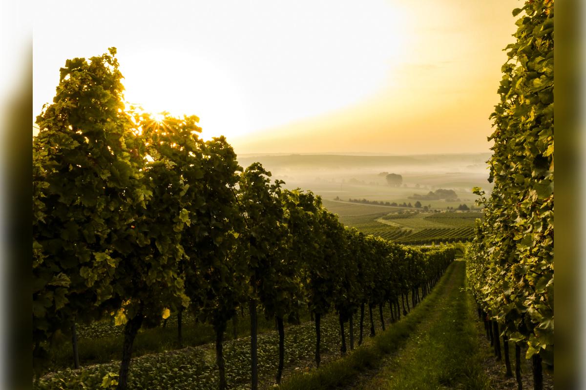 Napa and Sonoma Wine Tour - Photo 41