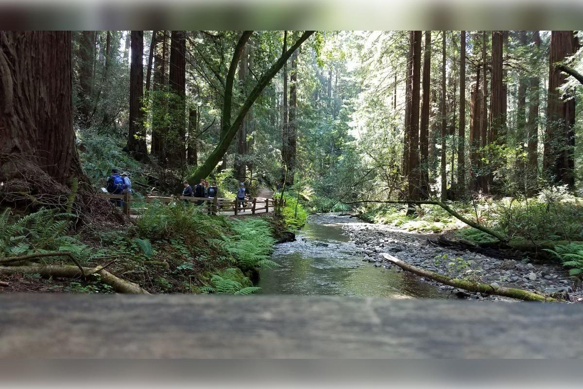 Muir Woods e Sausalito - Tour de meio dia - Photo 11