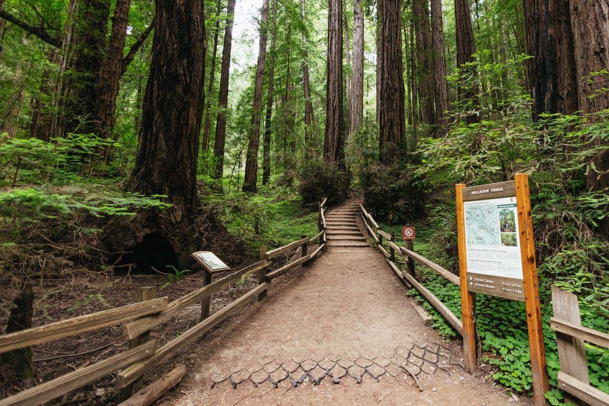Muir Woods e Sausalito - Tour de meio dia - Photo 14
