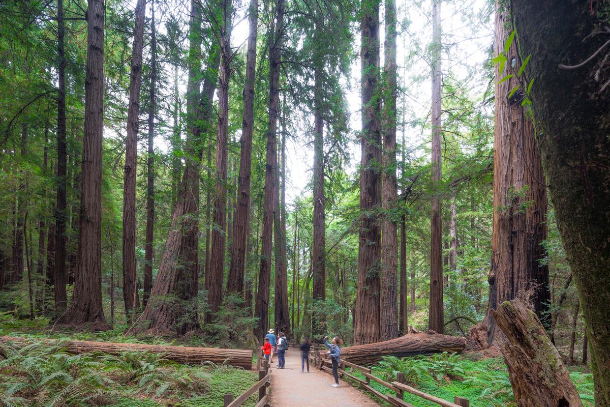 Muir Woods e Sausalito - Tour de meio dia - Photo 17