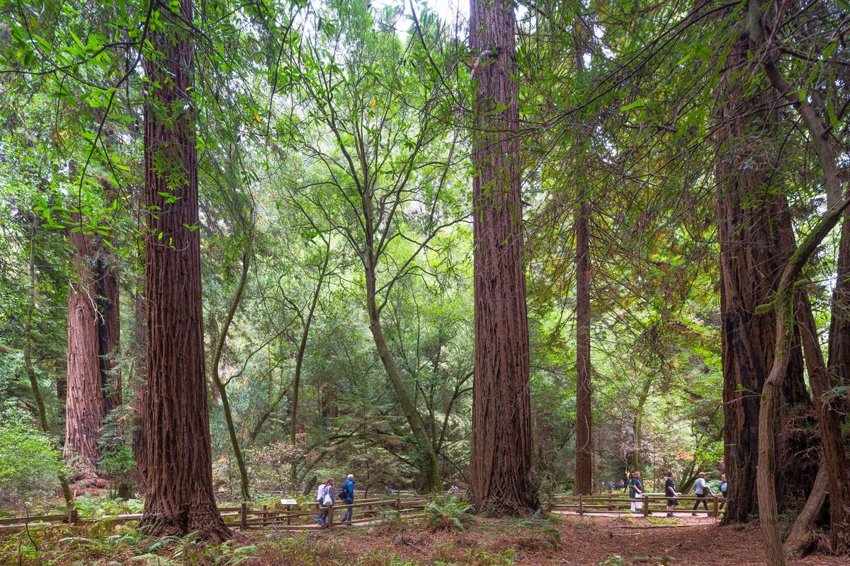 Muir Woods e Sausalito - Tour de meio dia - Photo 18