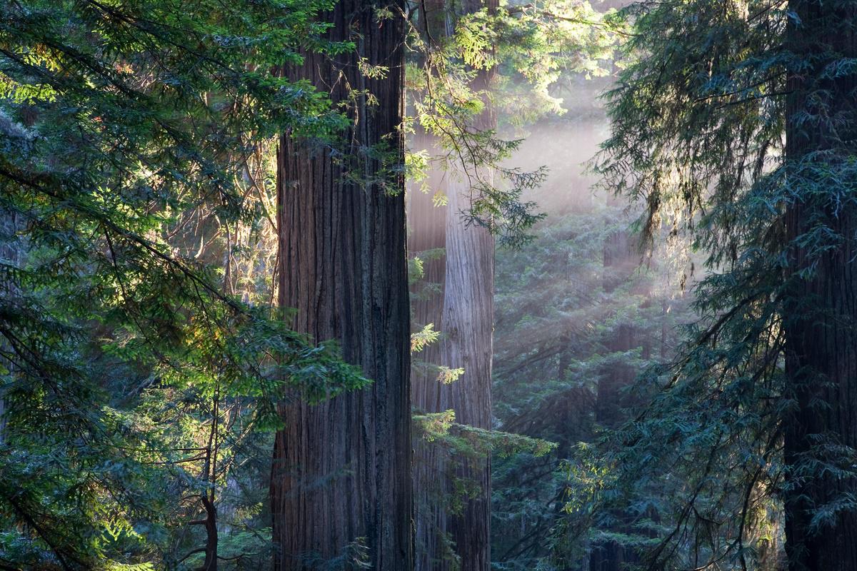 Muir Woods e Sausalito - Tour de meio dia - Photo 22