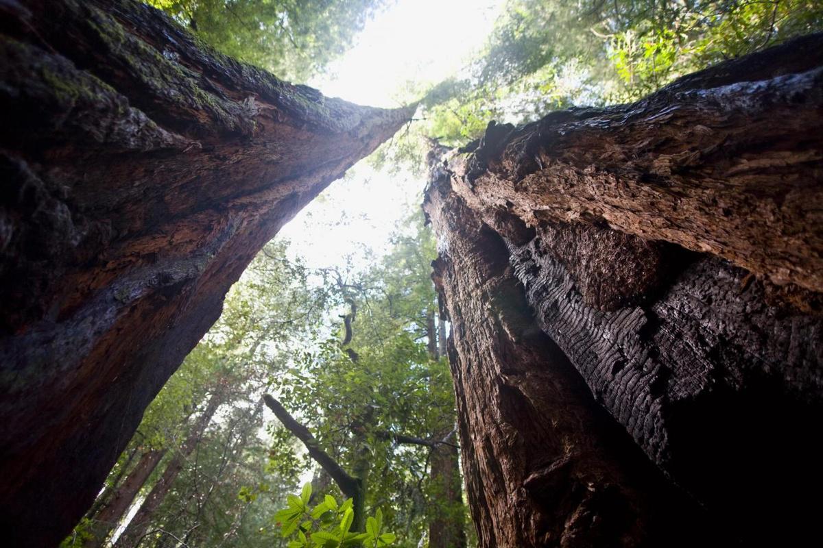 Muir Woods e Sausalito - Tour de meio dia - Photo 24