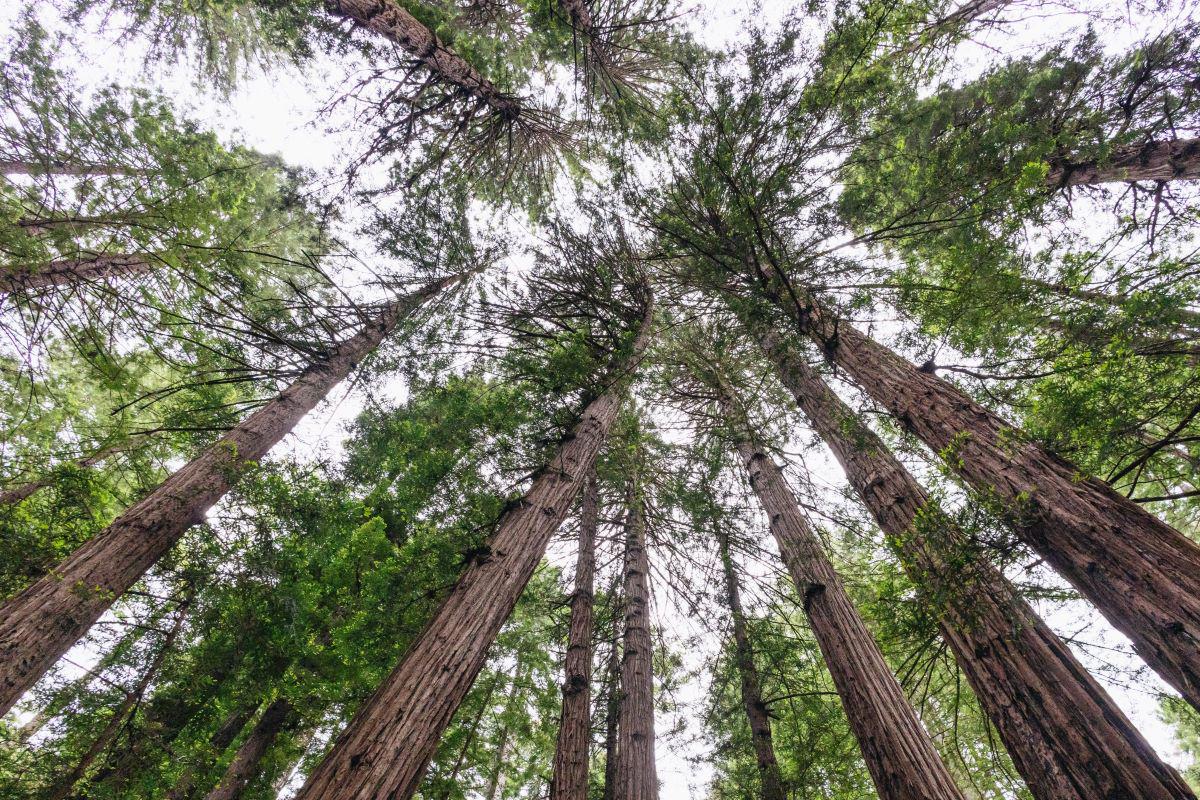 Muir Woods and Sausalito with Bay Cruise - Photo 12