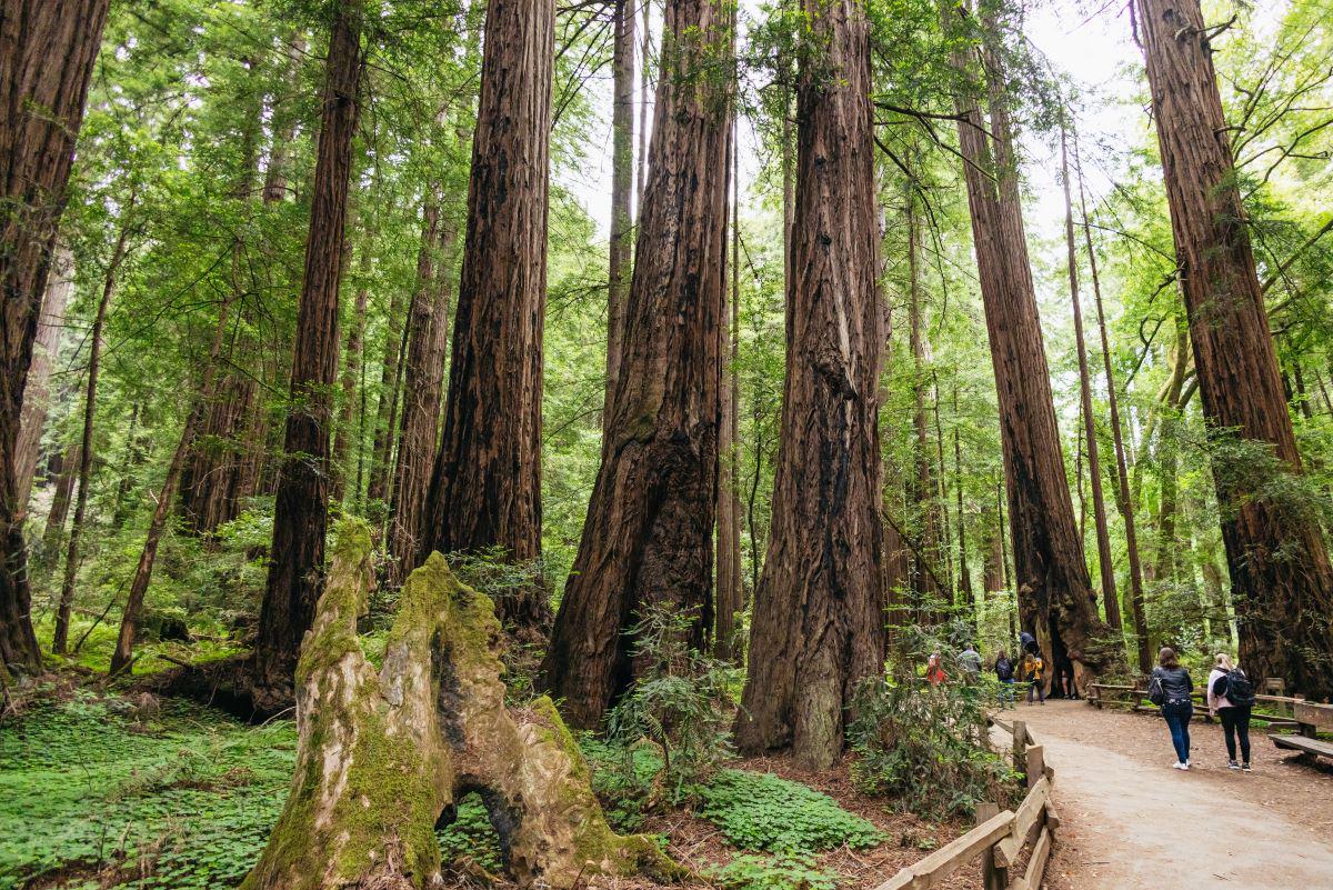 Muir Woods and Sausalito with Bay Cruise - Photo 13