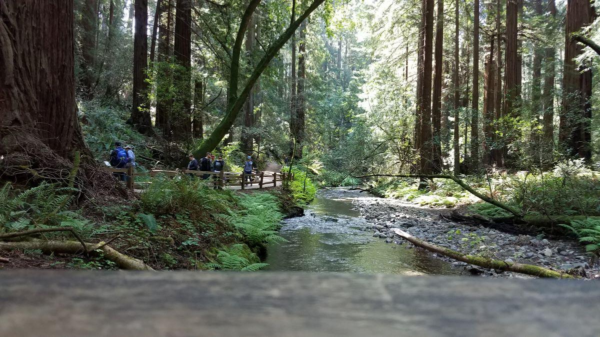 Muir Woods and Sausalito with Bay Cruise - Photo 14