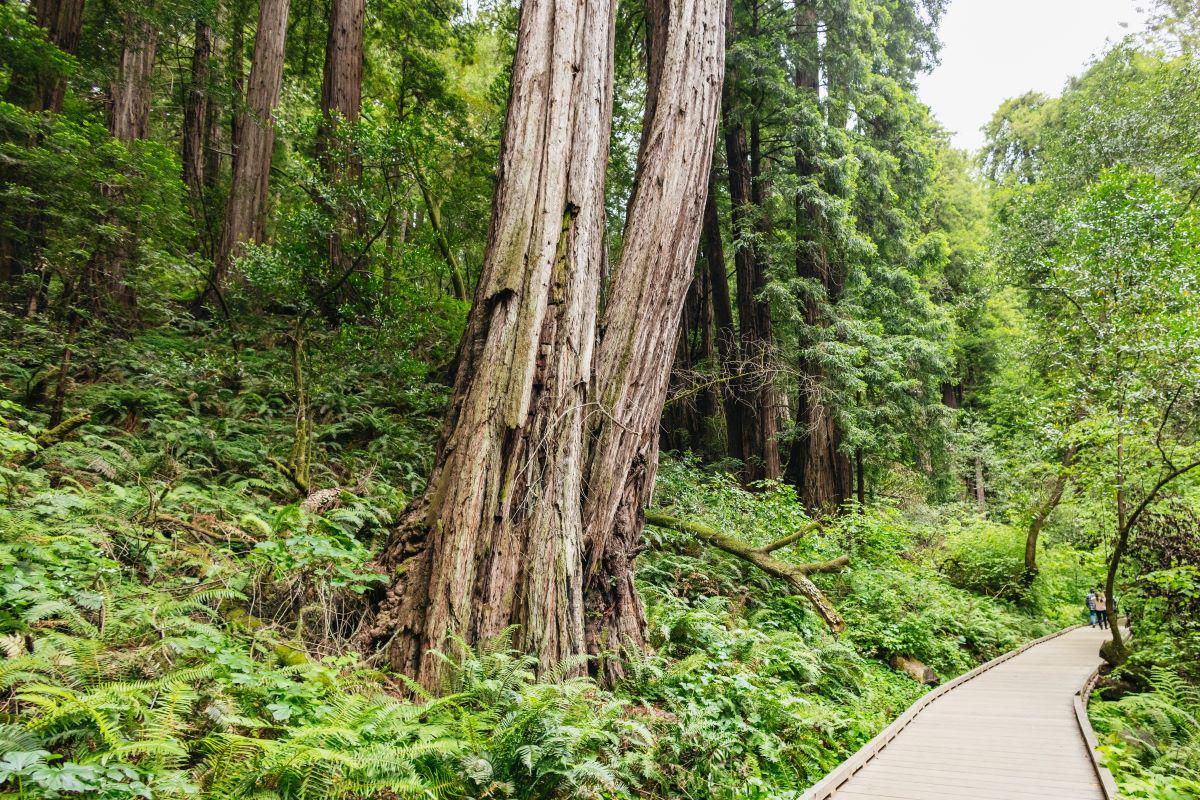 Muir Woods and Sausalito with Bay Cruise - Photo 19