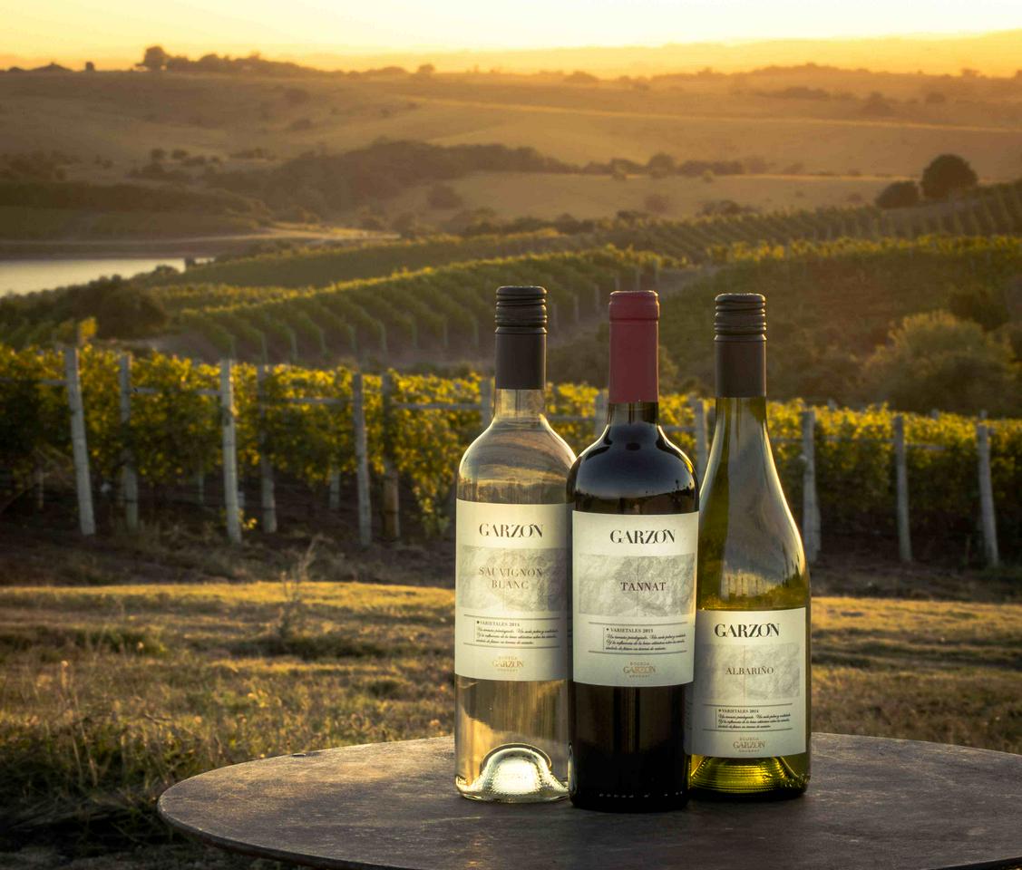 Picnic in the vineyards - Photo 3