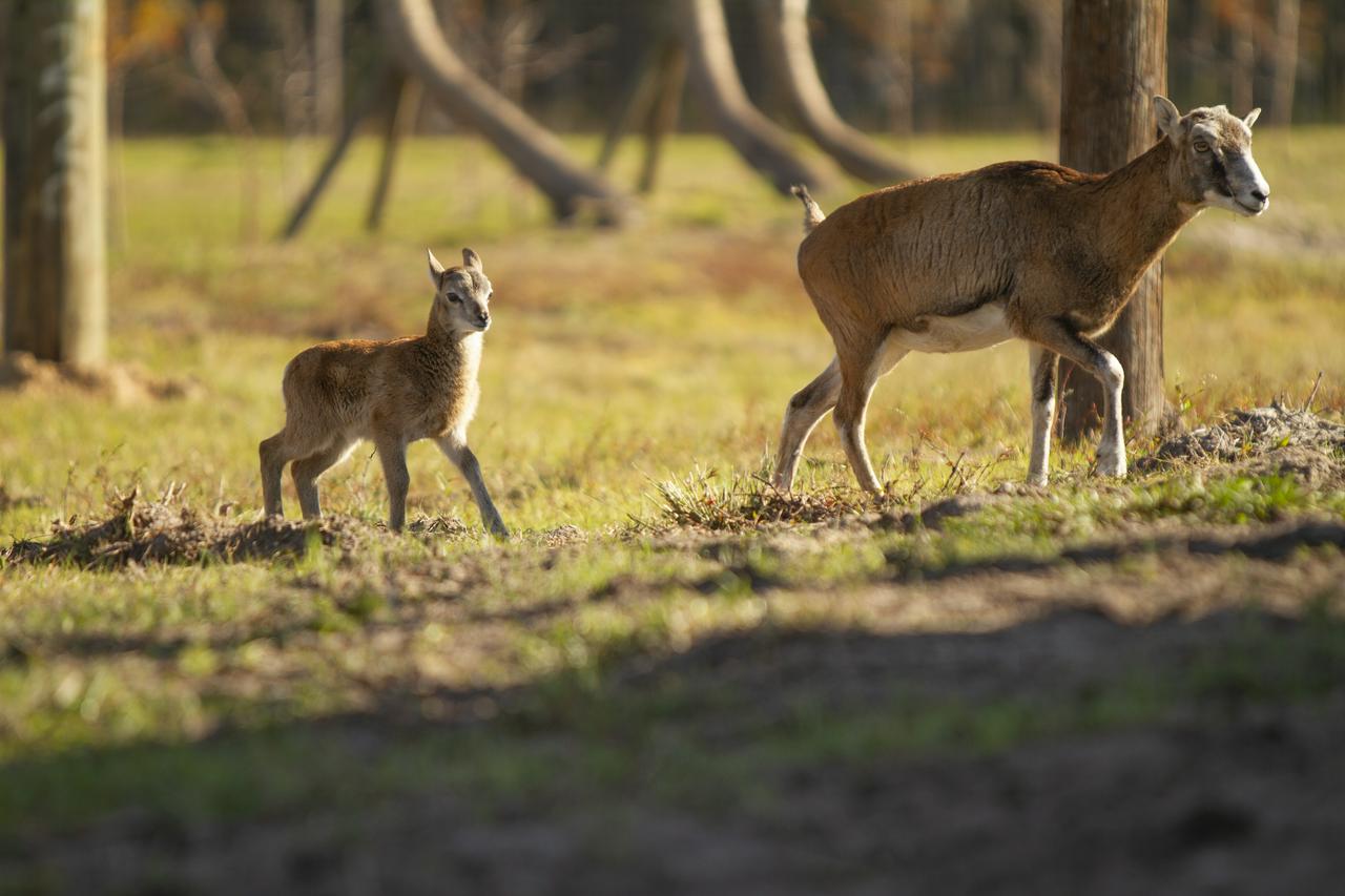 Everglades Tourism and Safari Park in Central Florida - Photo 3