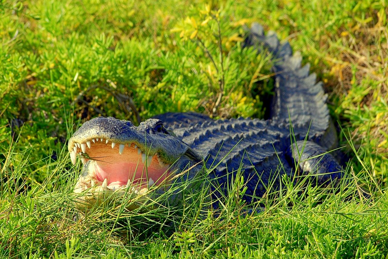 Everglades Tourism and Safari Park in Central Florida - Photo 4