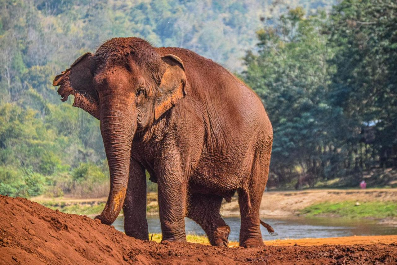 Santuário de elefantes na selva - Experiência de meio dia - Photo 2