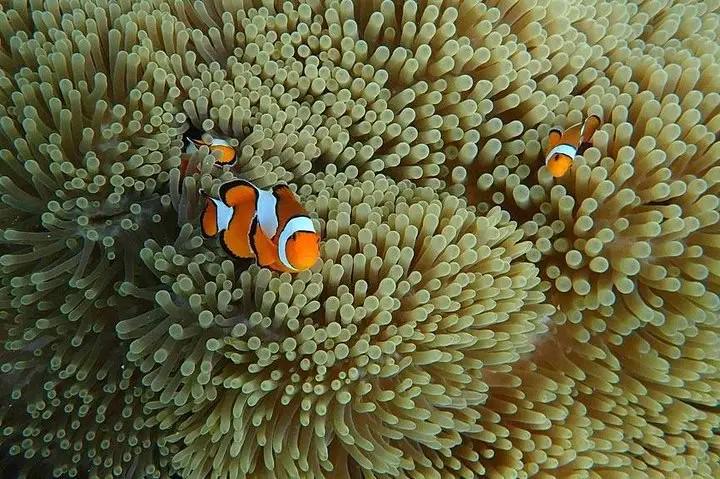 Ilha Similan de barco Love Andaman - Photo 4