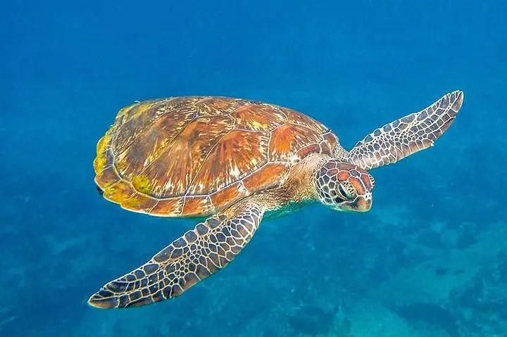 Ilha Similan de barco Love Andaman - Photo 5
