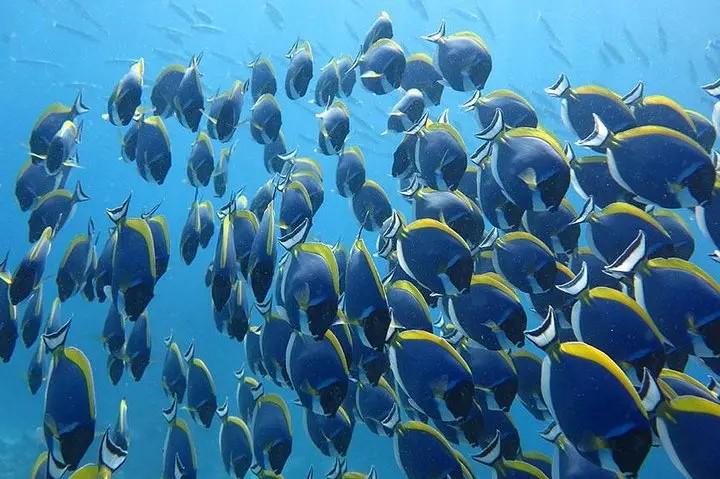 Ilha Similan de barco Love Andaman - Photo 6