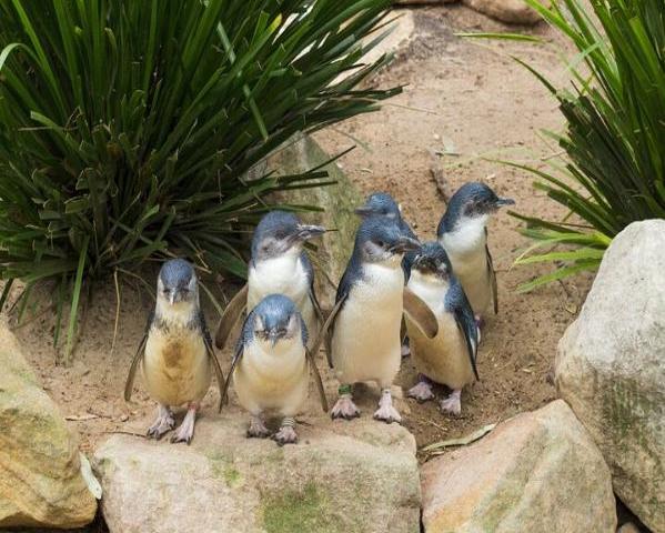 Excursão à vida selvagem em Phillip Island - Photo 3
