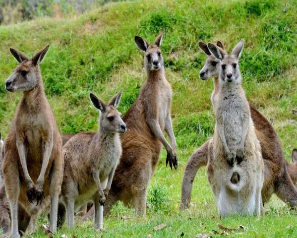 Excursão à vida selvagem em Phillip Island - Photo 4