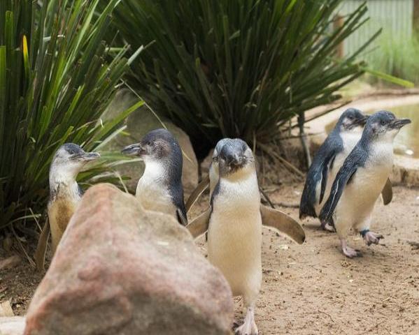 Excursão à vida selvagem em Phillip Island - Photo 8