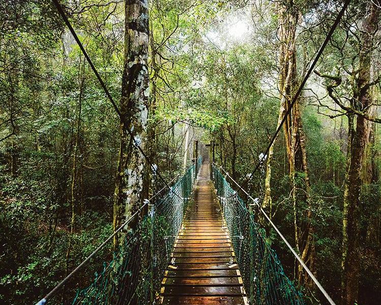 O Reillys and Lamington National Park - Photo 4