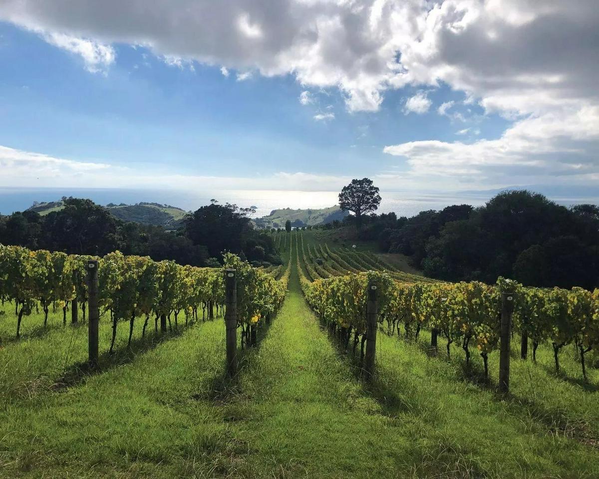 Waiheke Island - passeio panorâmico de meio dia, vinho, almoço e tirolesa - Photo 5