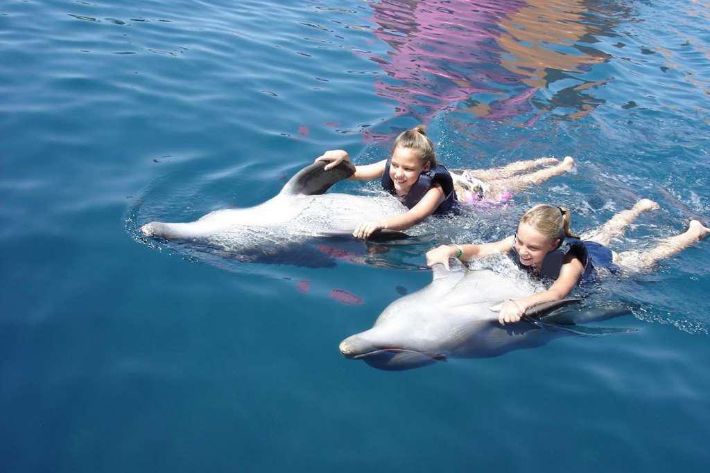 Dolphin Swim Adventure in Isla Mujeres - Photo 3