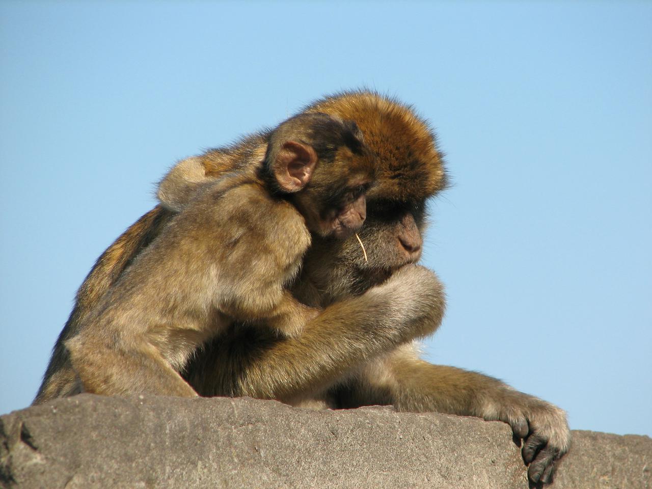 Tour of Gibraltar - Photo 11