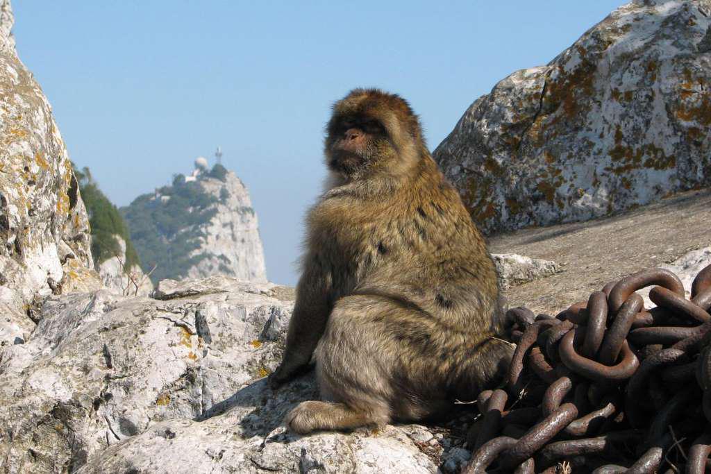 Golfinhos em Gibraltar - Photo 3