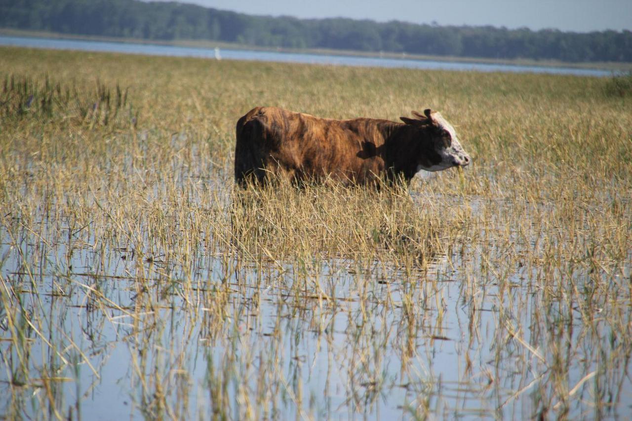 30-Minute Airboat Ride on Boggy Creek - Photo 4
