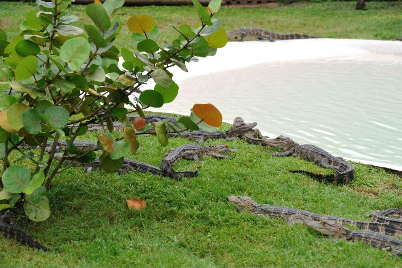 30-Minute Airboat Ride on Boggy Creek - Photo 7