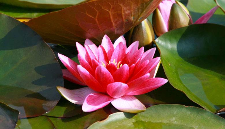 Half a free day at the Jardins de Money in Giverny at your own pace - Photo 6