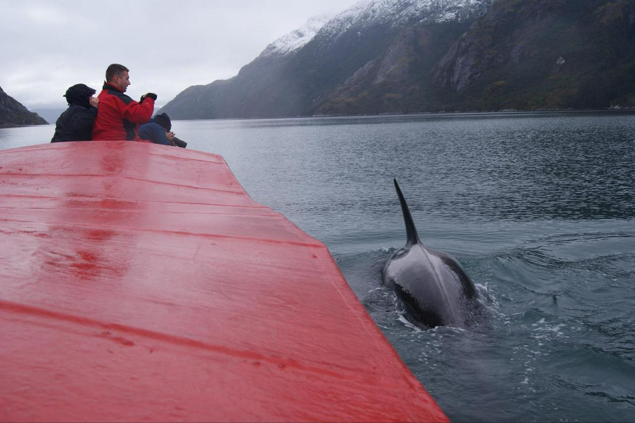 Navegação com baleias, pinguins e geleiras saindo de Punta Arenas - Photo 4