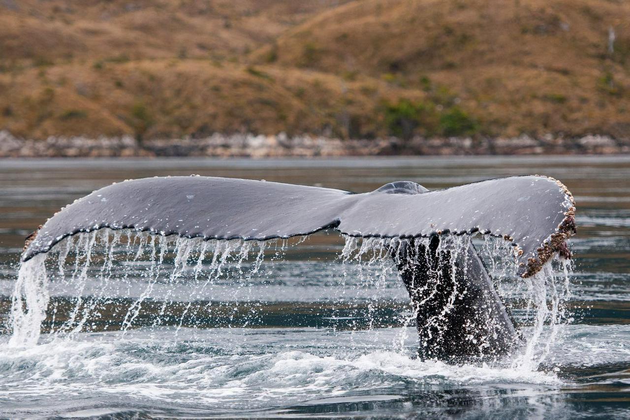 Navegação com baleias, pinguins e geleiras saindo de Punta Arenas - Photo 5