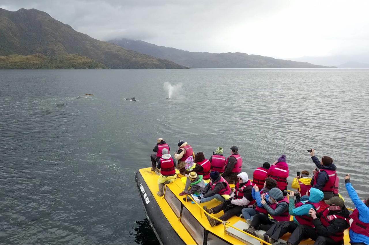 Navegação com baleias, pinguins e geleiras saindo de Punta Arenas - Photo 6