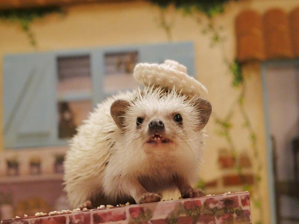 Ingresso para o Hedgehog Cafe em Harajuku - Photo 4