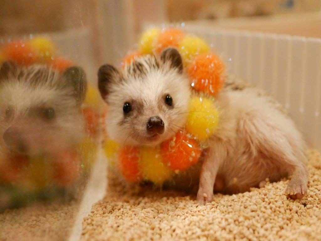 Ingresso para o Hedgehog Cafe em Harajuku - Photo 5