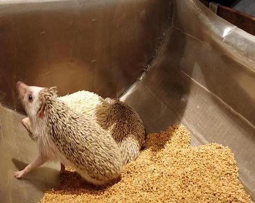 Ingresso para o Hedgehog Cafe em Harajuku - Photo 6