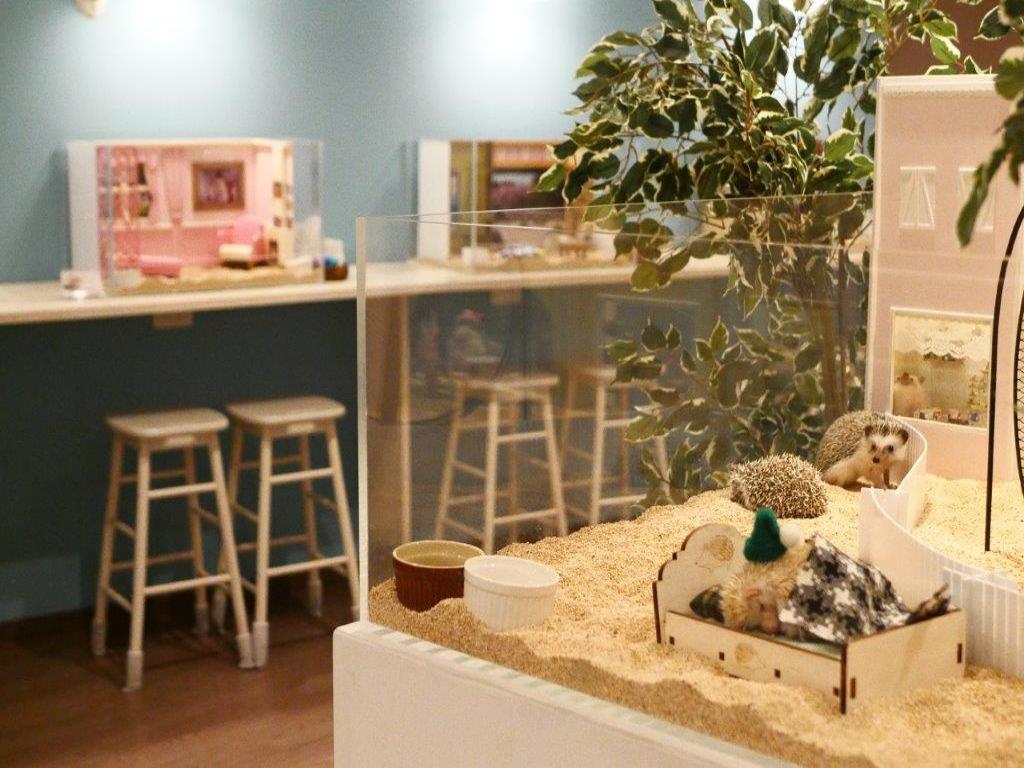 Ingresso para o Hedgehog Cafe em Harajuku - Photo 8