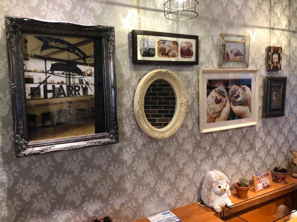 Ingresso para o Hedgehog Cafe em Harajuku - Photo 10